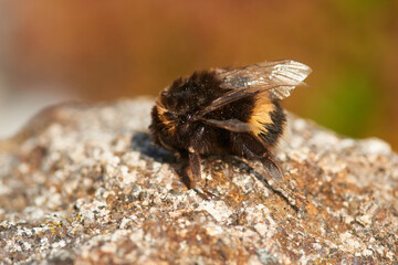  Dunkle Erdhummel (Bombus terrestris) 
