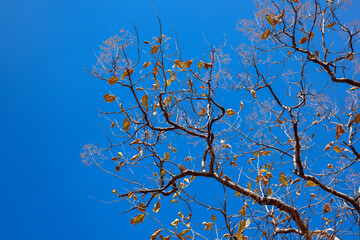 Obraz premium Dry Tree with blue sky, nature background.
