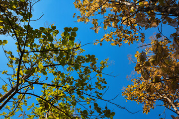 Fresh green and yellow leaves in the spring against blue sky.