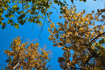 Fresh green and yellow leaves in the spring against blue sky.