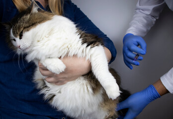 The veterinarian makes an injection intramuscularly to the Norwegian forest cat, who is sitting in the arms of the mistress. The concept of vaccination, treatment or sterilization of a pet © Siniehina