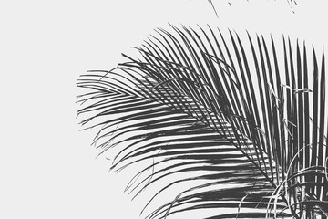 Fototapeta premium Palm tree leaf