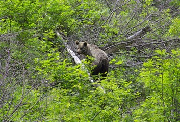 Niedźwiedź w Tatrach Zachodnich na zboczu góry - obrazy, fototapety, plakaty