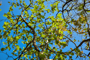 Fresh green and yellow leaves in the spring against blue sky.