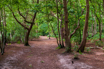 A woodland footpath in summer.