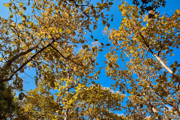 Fresh green and yellow leaves in the spring against blue sky.