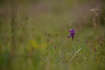 Anacampis morio on the green field. purple wild flower in spring season