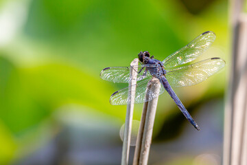 Dragonfly on Reed
