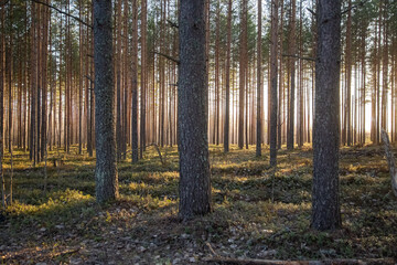 The coniferous forest in the evening