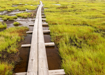 Fototapeta na wymiar a pedestrian wooden footbridge over swamp wetlands with small pines. bog plants and ponds, a typical West-Estonian bog. Nigula Nature Reserve