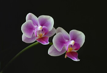 Fototapeta na wymiar zwei Orchideen