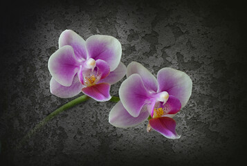 zwei Orchideen