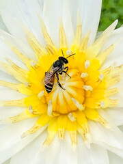 Honeybee and white lotus with yellow pollen
