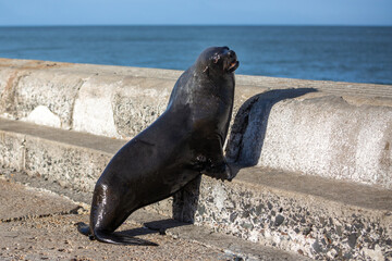 Fototapeta premium Seal looking out over the ocean
