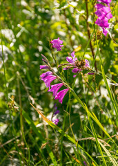 landscape with wild gladiolus (shingled Gladiolus), protected plant, Kabli, Pärnu County, Estonia