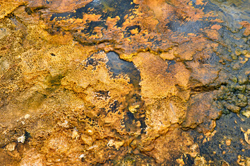 Colorful bands of thermophilic bacteria in Yellowstone National Park
