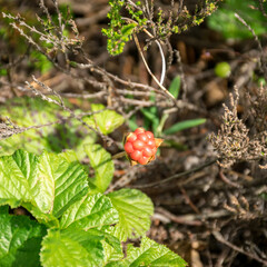 bog berry - cloudberry, traditional bog plant background