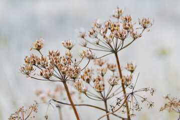 Floral background. Thorny thistle flower in a morning sun. Closeup. Nature.