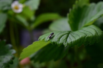 Insekt auf Blatt Makro