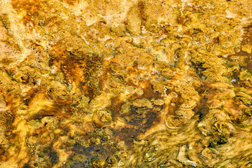 Colorful bands of thermophilic bacteria in Yellowstone National Park