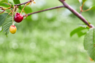 Branches of red cherry with soft focus on gentle light green background. Greeting cards with copy space