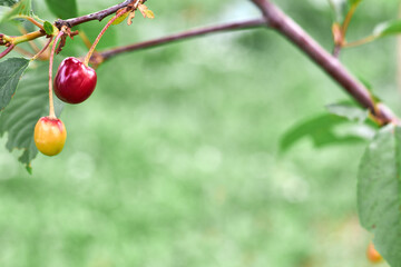 Branches of red cherry with soft focus on gentle light green background. Greeting cards with copy space