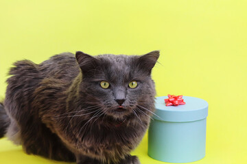 Gray fluffy Nebelung cat. Defocused blue gift box with a red bow on a yellow background. Romance, love card. Copy space - concept pet, birthday, new year, valentines day and march 8th