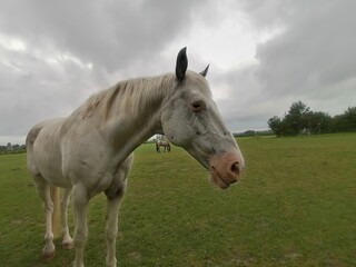 Obraz premium horse in the meadow