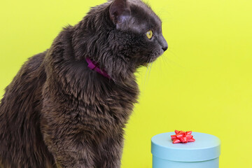 Gray fluffy Nebelung cat. Defocused blue gift box with a red bow on a yellow background. Romance, love card. Copy space - concept pet, birthday, new year, valentines day and march 8th