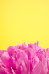 Peony on yellow background with copy space. Petals of single blooming flower. Greeting card template. 