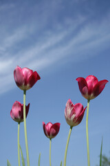 Fototapeta na wymiar red tulips against blue sky