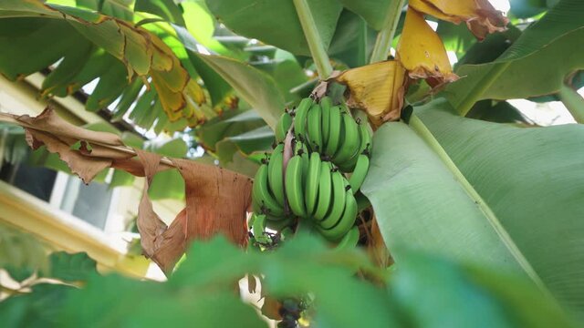 Young green bananas rest on banana tree in tropical Maui Hawaii. 