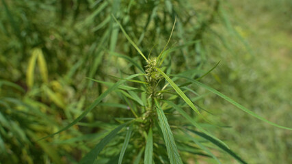 Outdoors Cannabis, Marijuana Plants. Thailand tropical area.