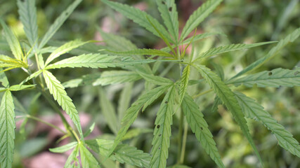 Outdoors Cannabis, Marijuana Plants. Thailand tropical area.