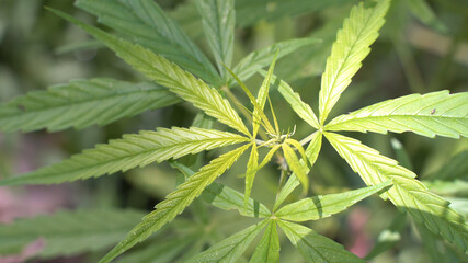 Outdoors Cannabis, Marijuana Plants. Thailand tropical area.