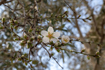 Blooming almonds. Spring flowering background. Beautiful nature sunny day. Spring flowers. Beautiful garden. 
Blurred background. Amygdalus communis 