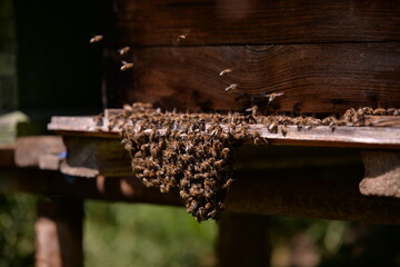 bees at the entrance to the hive
