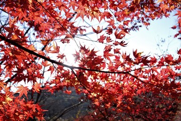 autumn color of Japanese maple leaves