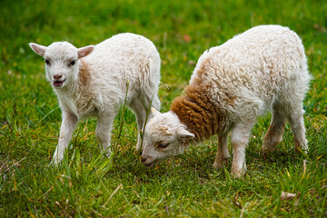 Obraz premium schafherde auf der Wiese beim Fressen