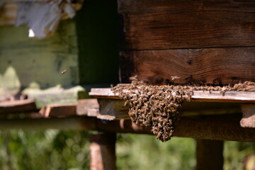 bees at the entrance to the hive