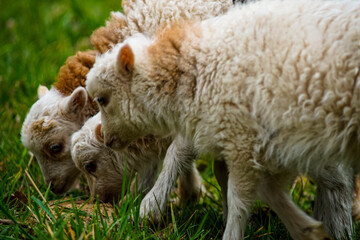 schafherde auf der Wiese beim Fressen