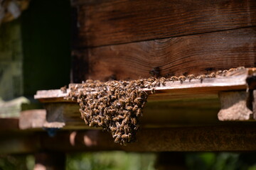 bees at the entrance to the hive