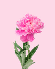 Pink peony on a pink background
