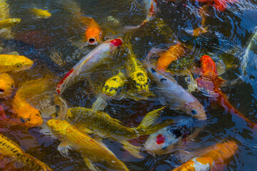 beautiful koi fish swimming in the pond