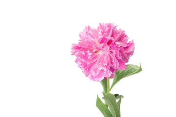 Pink peony on a white background, isolate