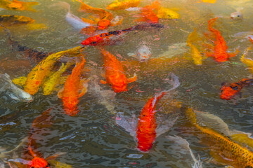 beautiful koi fish swimming in the pond