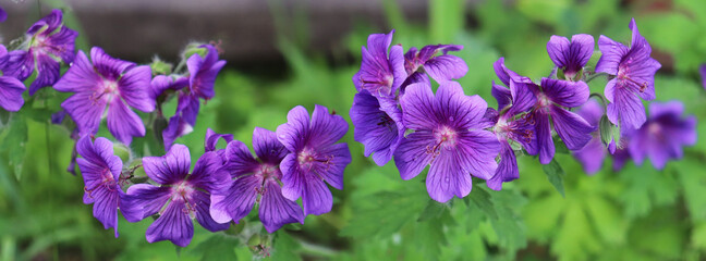 Gorgeous purple geranium garden closeup