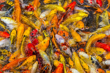 Obraz na płótnie Canvas beautiful koi fish swimming in the pond