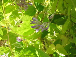 Potato bean with flowers, Apios americana