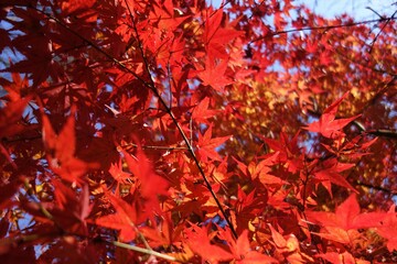 autumn color of Japanese maple leaves